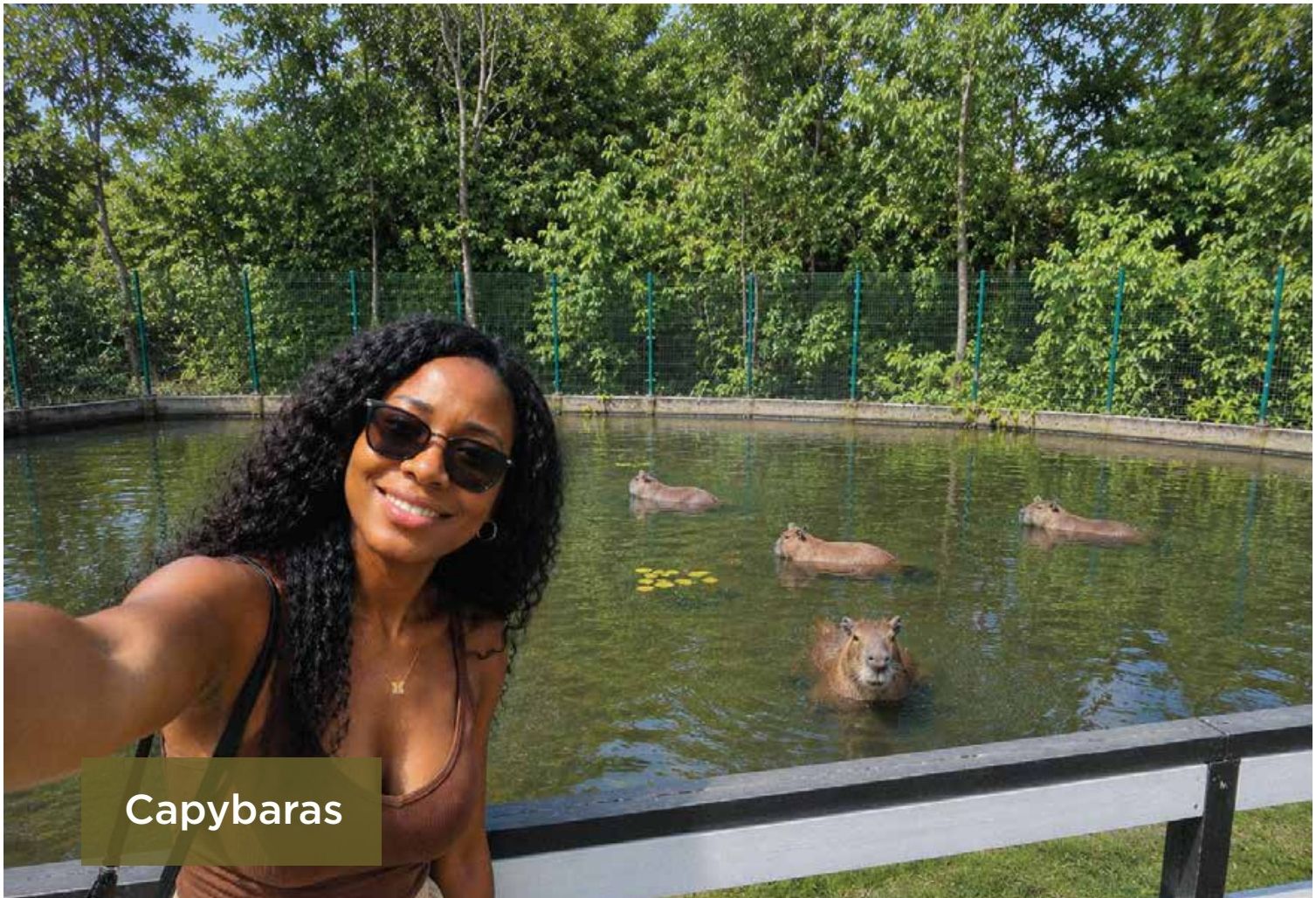 Capybaras
